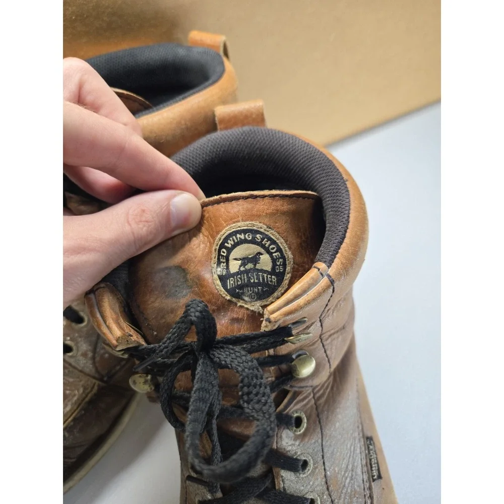 Irish Setter red wing